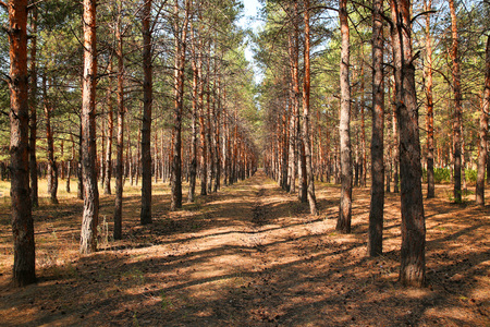 wood youngの写真素材