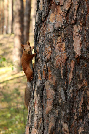 squirrel on a treeの写真素材