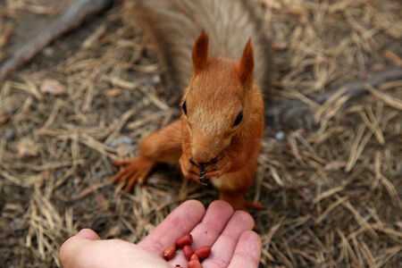 Squirrel manual