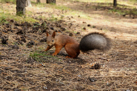 Squirrel in the woodの写真素材