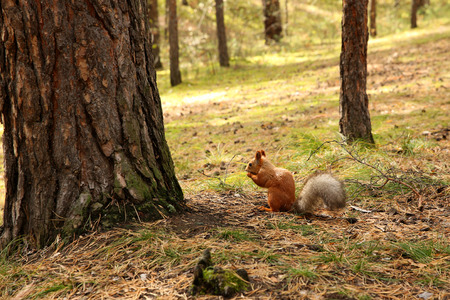 Squirrel in the woodの写真素材