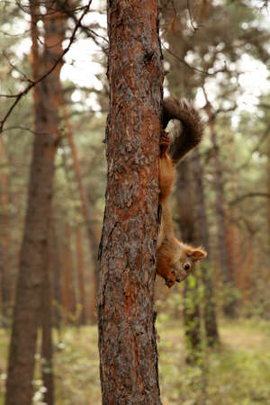 squirrel on a treeの写真素材