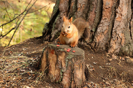 Squirrel forestの写真素材