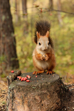 Squirrel forestの写真素材