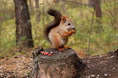 Squirrel forestの写真素材