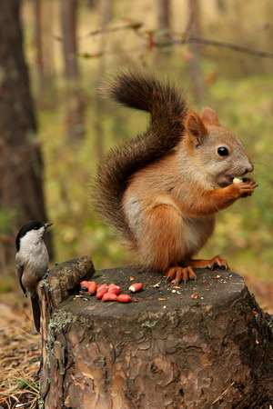 Squirrel forestの写真素材
