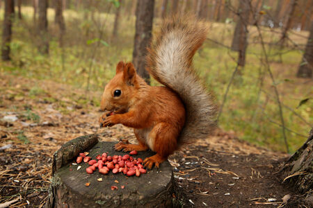 Squirrel forestの写真素材
