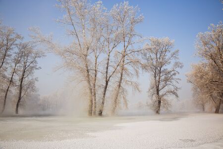 forest in winterの写真素材