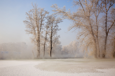 forest in winterの写真素材