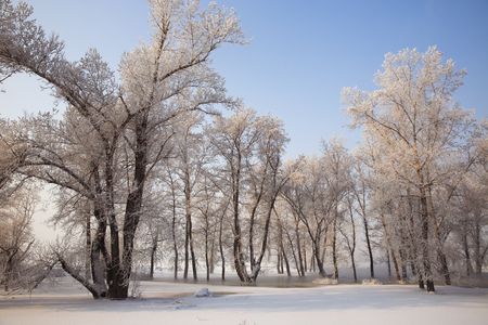 forest in winterの写真素材