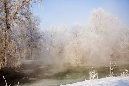 forest in winterの写真素材