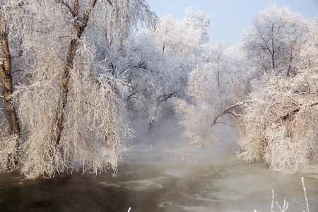 forest in winterの写真素材