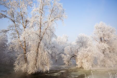 forest in winterの写真素材