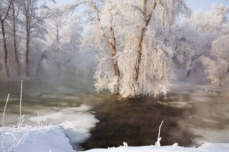forest in winterの写真素材