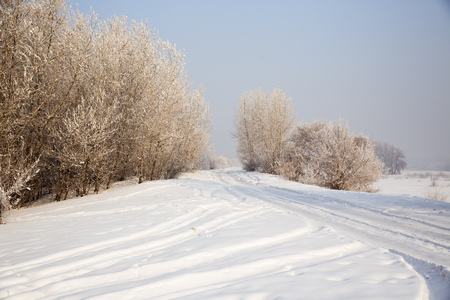 forest in winterの写真素材