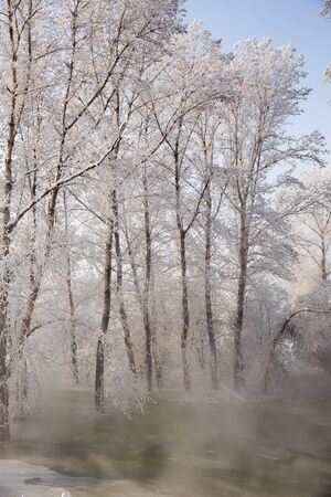 forest in winterの写真素材