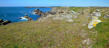 Panorama of Wild Rocky Coastline in SouthEast of Yeu Island with unusual green grass and spring flowers at foreground. France Vendee Pay loireの写真素材