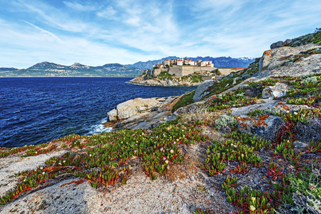 Calvi Citadel and Old city seen from Revellata Peninsula, Rocks and Carpobrotus flowers are at foreground, Balagne, Haute-Corse, Franceのeditorial素材