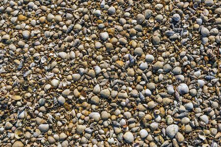 Ground covered area with sea shells.