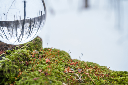 Environment concept. Crystal ball lies in the woods on moss.の写真素材