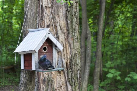 Feeder, birdhouse in a tree in the woods or park. For feeding of squirrels and birds.