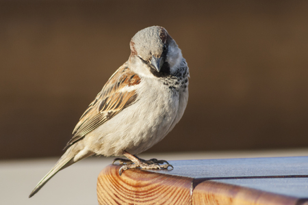 Sparrow sitting on the edge of the table and looking into the camera.の写真素材