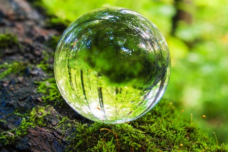 the concept of nature, green forest. Glass ball on a tree trunk covered in green moss. Mushrooms...