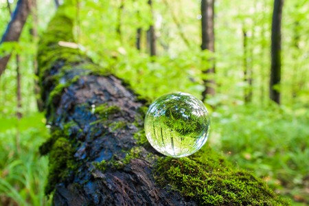 the concept of nature, green forest. Glass ball on a tree trunk covered in green moss. Mushrooms growing on a tree trunk.の写真素材
