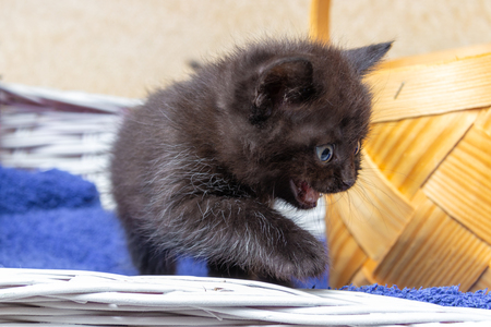 kitten sitting in a basket. Little kittens in a basket with a towel...の写真素材