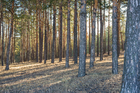 Morning sunlight in a pine forest. Rays of sun in a pine forest.の写真素材
