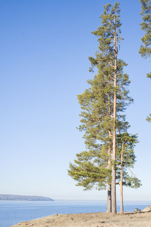 A tall pine tree stands on the bank of the large river. Morning sunlight in a pine forest. Rays of sun in a pine forest.の写真素材