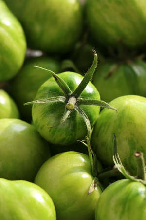 The harvest of tomatoes. High quality photo. Green tomatoの写真素材
