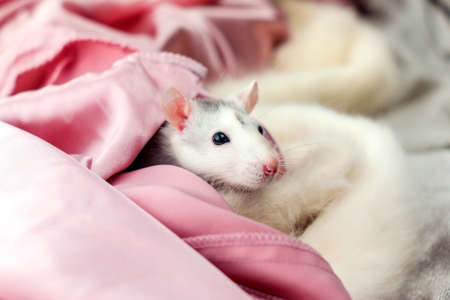 One small cute decorative pet rat among the fabrics. Animal cute pet on a soft blanket on a white background.の写真素材