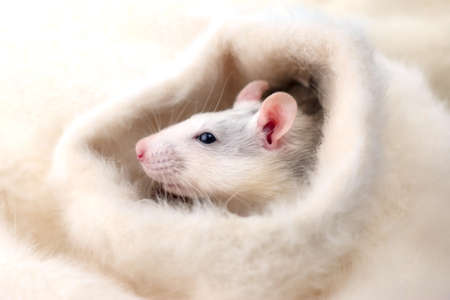 Single little cute decorative rat pet on white fluffy background.の写真素材