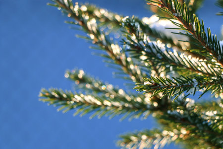 Close up a fir branch on a sunny winter day. Winter forest at sunset.