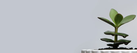 green flowers in a white pot on a gray background.の写真素材