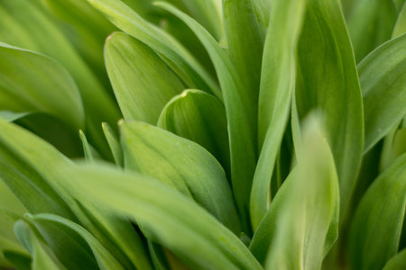 background of green leaves ramson. High quality photoの写真素材