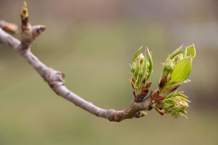 budding buds on a tree branch in early spring macro. Early spring, a twig on a blurred background. The first spring greens. High quality photoの写真素材