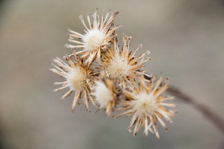 Close-up of wild dried flowers with blurred background. High quality photo
