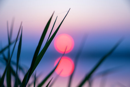 Silhouette at sunset. Light nature grass. High quality photoの写真素材