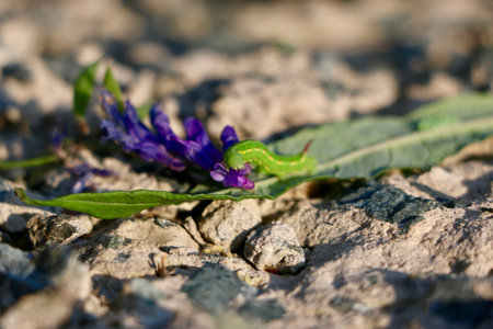 Caterpillar purple flower. Small caterpillar close-up against the background of a flower. High quality photoの写真素材