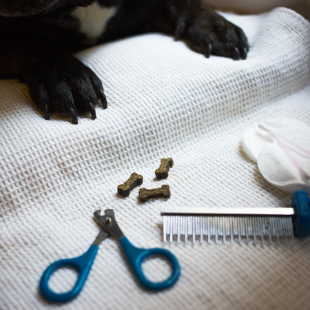 the French bulldog is on the table, ready for the nail clipping. animal care, dog manicure conceptの写真素材