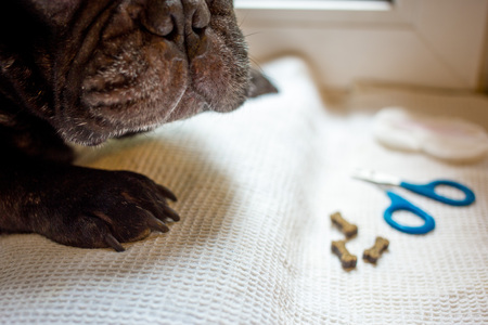 the French bulldog is on the table, ready for the nail clipping. animal care, dog manicure conceptの写真素材