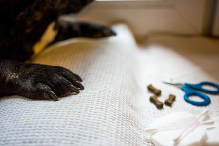 dog's paws is on the table, ready for the nail clipping. animal care, dog manicure conceptの写真素材