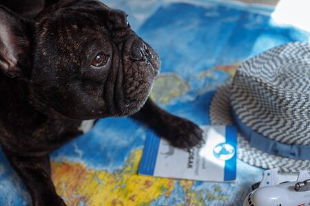 French bulldog is thinking of Far-off Destinationsのeditorial素材