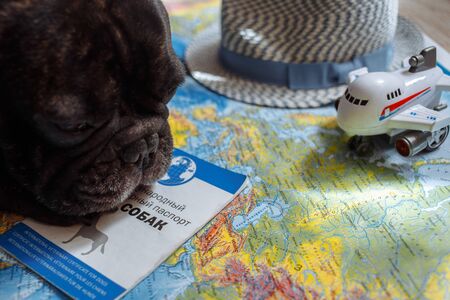 French bulldog is thinking of Far-off Destinationsのeditorial素材