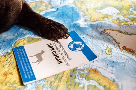 French bulldog is thinking of Far-off Destinationsのeditorial素材