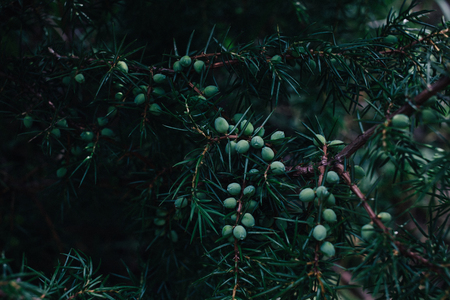 Detail of juniper branch full of berriesの写真素材