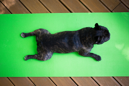 brindle French bulldog lying on the yoga carpet on the terrace in summer, dogs posesの写真素材