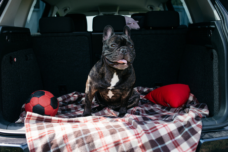 Brindle French bulldog sitting in the trunk of a car on a plaid with a red ball and a pillow in sunny weather, traveling with a dogの写真素材